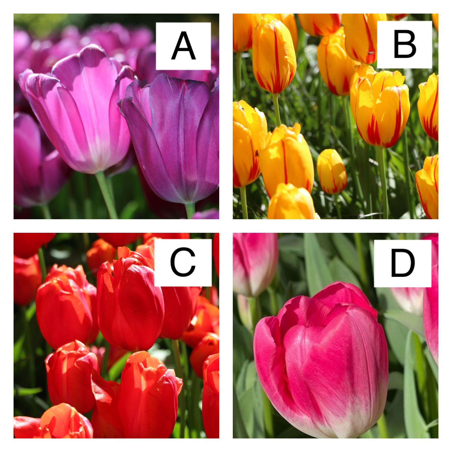 We are curious: what are your favorite tulips...? Let us know in the comments!

www.tulipfestivalamsterdam.com

https://tulipfestivalamsterdam.com/keukenhof-tickets/

#holland #tulipseason #flowersoninstagram #spring #tulipsinholland #travel #holland_photolovers #keukenhof #lovetulips #tulipsofinstagram #flowerpower #Hollandia #meingarten #tulips #ilovetulips #welovetulips #amsterdam #positivevibes #hope #goodvibes #happylife #flowerbulbs #flowerpower #tulipa #tulpen #fruhjahr #printemps #springtime #tulipfestivalamsterdam #windmill #flowerparade